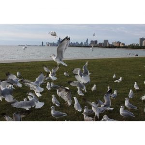 Chicago Postcard: Breakfast for the Seagulls at The Chicago Lakefront CPC0026