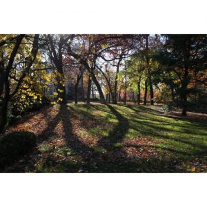 Northwestern Wildcats Postcard Fall on the Northwestern University Campus NU0039