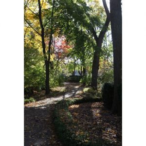 Northwestern Wildcats Postcard Pathway on Northwestern University Campus NU0042