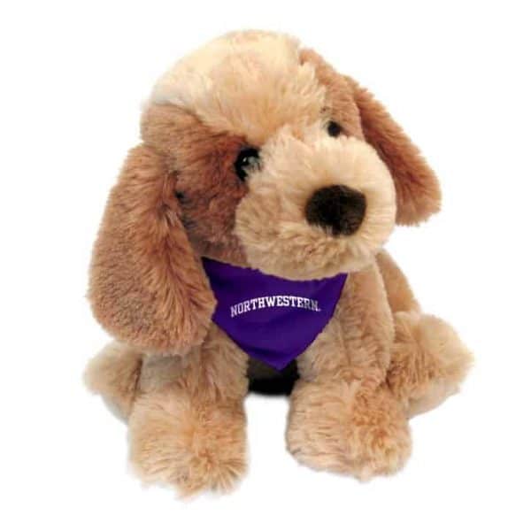 Northwestern Wildcats Bo Wearing Purple "Northwestern" Bandana